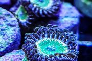 Tinkerbell Zoa