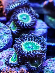Tinkerbell Zoa