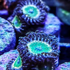 Tinkerbell Zoa