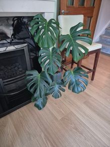 Monstera Deliciosa