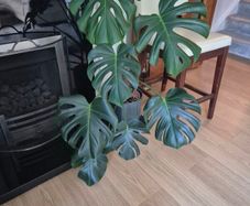 Monstera Deliciosa