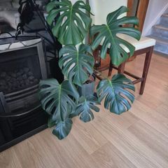 Monstera Deliciosa