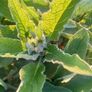 Organic Russian Comfrey #Bocking 14 Image 2