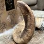 1 Rams Horn Soldered to a Quartz Geode Crystal Hone Decor Decoration Alter Image 6