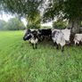 Suckler cows and calves Organic Speckle Park Image 8