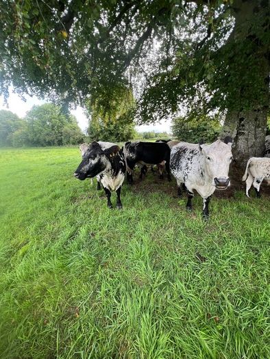 Suckler cows and calves Organic Speckle Park