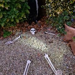 Halloween Decorations