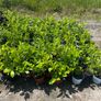 Cherry Laurel plants / hedge Image 5