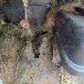 lawnmower Image 4