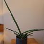 African Spear Plant in Ceramic Pot Image 6