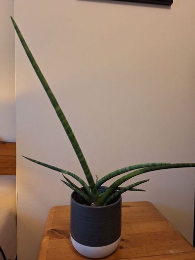 African Spear Plant in Ceramic Pot