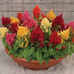 (C) Selosia Plumosa Mixed Seeds 0,5g