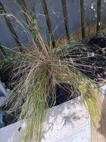 Long grass