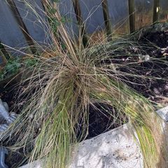 Long grass