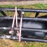 Engwe EP2 electric bike Image 4