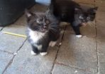 kitten