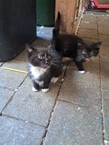 kitten