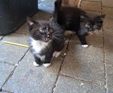 kitten