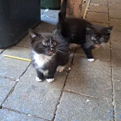 kitten