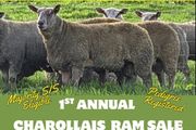 Pedigree registered charollais ram lambs