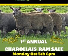Pedigree registered charollais ram lambs