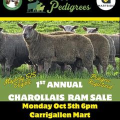 Pedigree registered charollais ram lambs