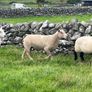 Charolias 5 star pure bred ram Image 9