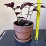 Trdescantia plant Image 3