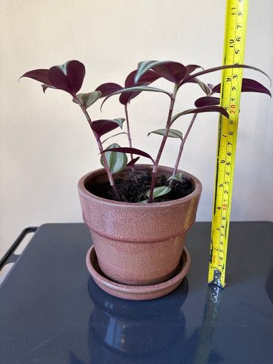 Trdescantia plant