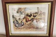 Beautiful Poltry Print Nicely Framed In Good Condition. See Photos For Same.