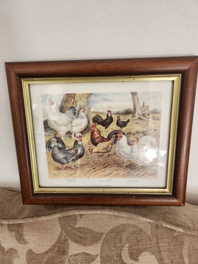 Beautiful Poltry Print Nicely Framed In Good Condition. See Photos For Same.