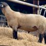 Pedigree Suffolk Hogget Ram Image 2