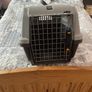 cat Image 8