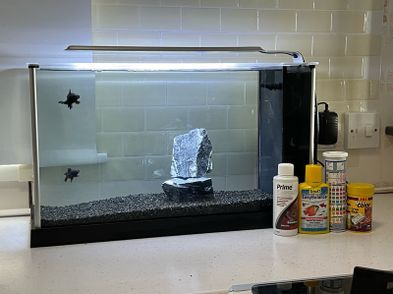 Self Cleaning Fish Tank for Goldfish - A Complete Guide