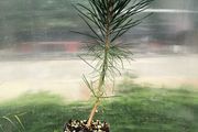 Japanese Black pine- Pinus thunbergii- bonsai material.