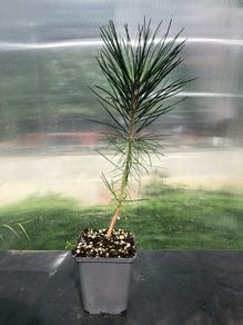 Japanese Black pine- Pinus thunbergii- bonsai material.