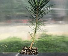 Japanese Black pine- Pinus thunbergii- bonsai material.