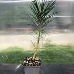 Japanese Black pine- Pinus thunbergii- bonsai material.