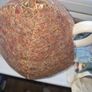 Vintage Celtic Quality Plate Insulated Teapot Image 3