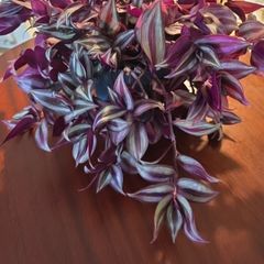 plants tradescantia zebrina