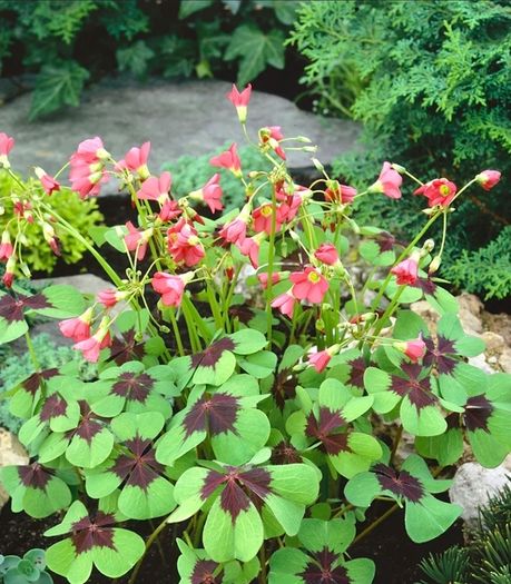 plants for sale