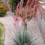 Red Yucca. Hesperaloe Parviflora. seeds Image 2