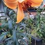 African Queen Lily bulb - last one Image 2