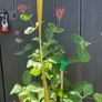 Honeysuckle plant Image 4