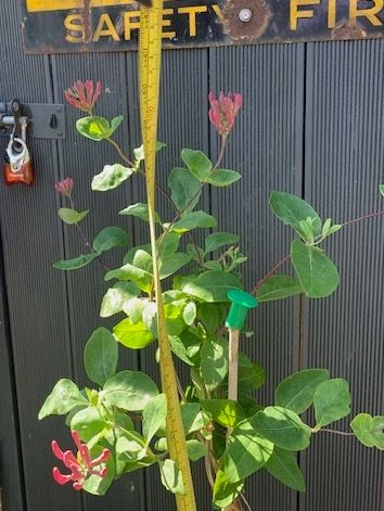 Honeysuckle plant