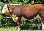 Pedigree Hereford Bulls for Sale