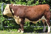 Pedigree Hereford Bulls for Sale