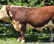 Pedigree Hereford Bulls for Sale