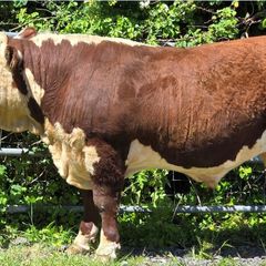 Pedigree Hereford Bulls for Sale