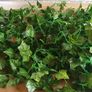 15 x Great Long Silk Ivy Garlands - 37mtrs / 121ft Image 10